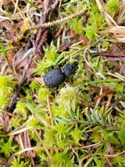 Cychrus tuberculatus