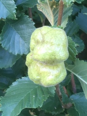 Eriosoma lanuginosum