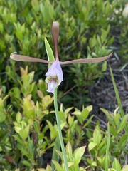 Cleistesiopsis