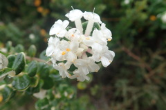 Pimelea nivea