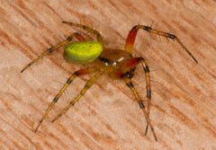 Araniella opisthographa
