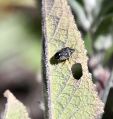 Holcostethus abbreviatus