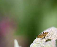 Holcostethus abbreviatus