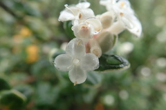 Pimelea nivea
