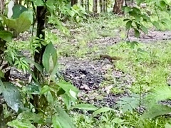 Sciurus variegatoides