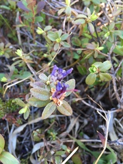 Rhododendron lapponicum