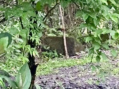 Sciurus variegatoides