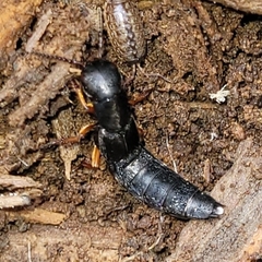 Dinothenarus badipes