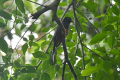 Trogon bairdii