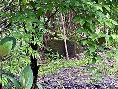 Sciurus variegatoides