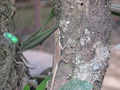 Anolis sericeus