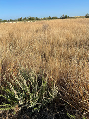 Extriplex joaquinana