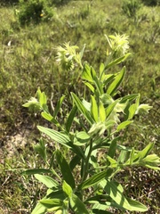 Lithospermum virginianum