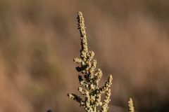Extriplex joaquinana