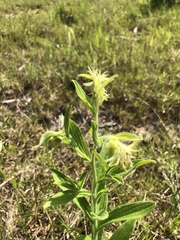 Lithospermum virginianum