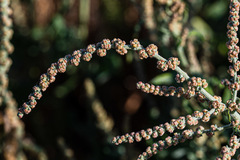 Extriplex joaquinana