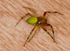 Araniella opisthographa