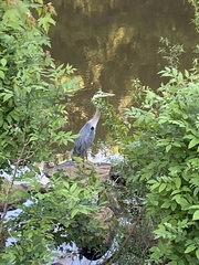 Ardea herodias