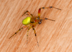 Araniella opisthographa
