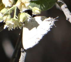 Hypolycaena philippus philippus