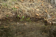 Lithobates chiricahuensis