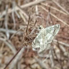 Caprona adelica