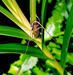Acalolepta rusticatrix