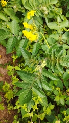 Solanum habrochaites