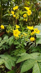 Solanum habrochaites