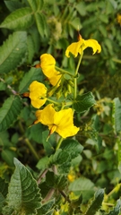 Solanum habrochaites