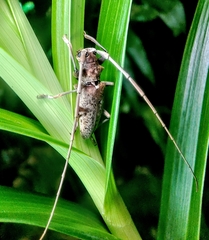 Acalolepta rusticatrix