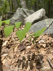 Polygonatum biflorum