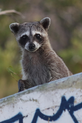 Procyon pygmaeus
