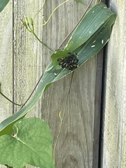 Chelymorpha cassidea