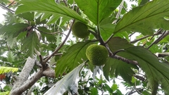 Artocarpus