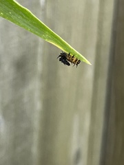 Chelymorpha cassidea