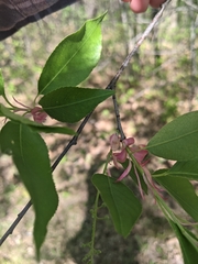 Magnoliopsida