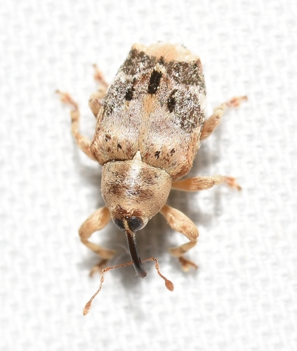 Pale Ash Weevil