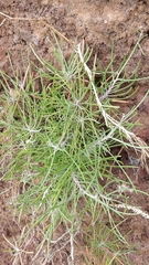 Plantago arborescens maderensis