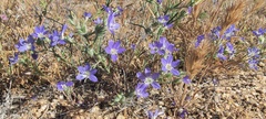 Eriastrum sapphirinum sapphirinum