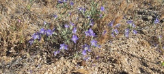 Eriastrum sapphirinum sapphirinum