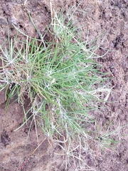 Plantago arborescens maderensis