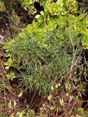Plantago arborescens maderensis