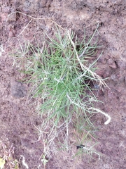 Plantago arborescens maderensis