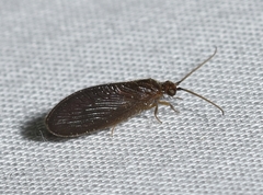 Sisyra vicaria