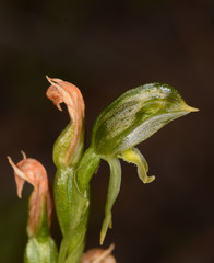 Pterostylis smaragdyna