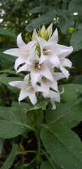 Angiospermae