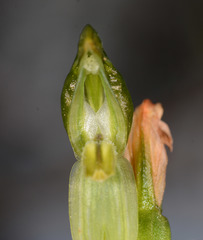 Pterostylis smaragdyna