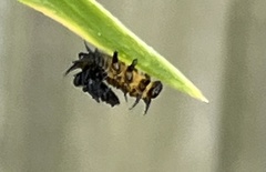 Chelymorpha cassidea