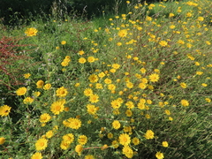 Anacyclus radiatus
